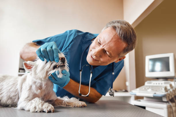 Best Emergency Dental Care for Abscessed Tooth in Welby, CO